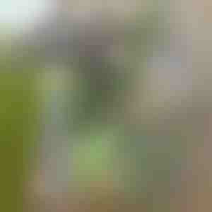 Tuingereedschap voor eenvoudig wieden | GRASSOE